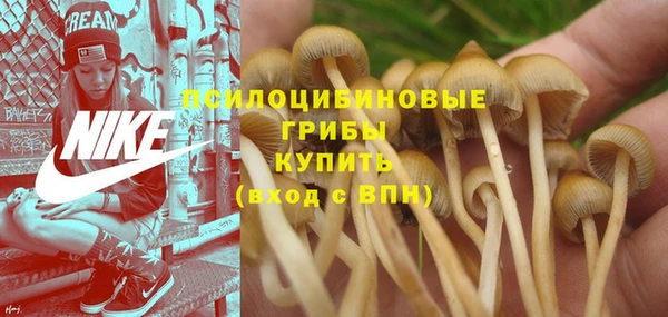 прущие грибы Верхний Тагил